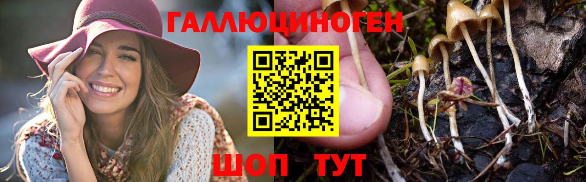 Черкесск  где можно купить   Вход с VPN  Галлюциногенные грибы мицелий 
